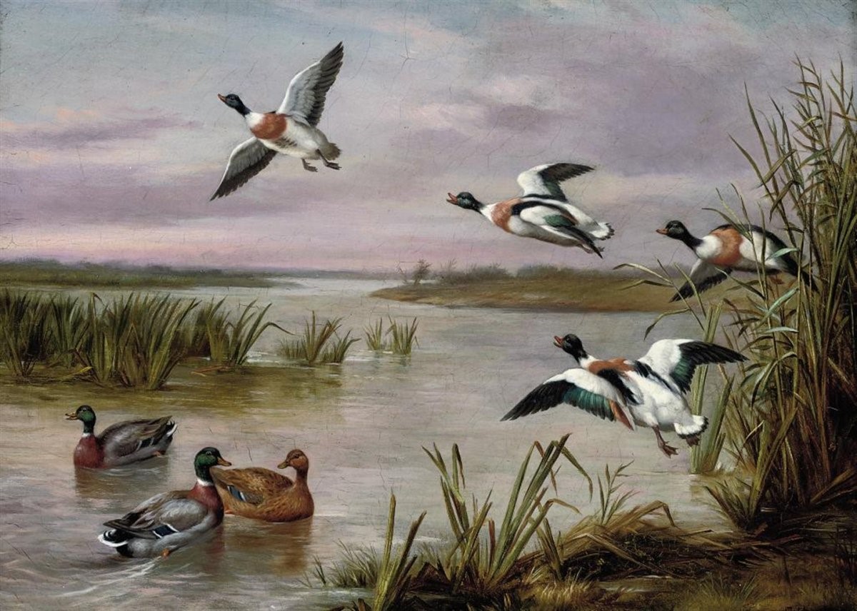 duck